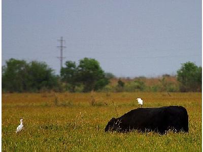 Photo Egret 3 Animal