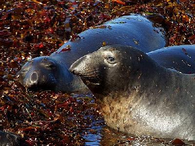 Photo Elephant Seals Animal