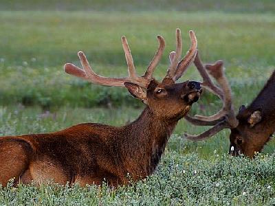 Photo Elk Animal