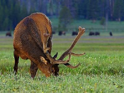 Photo Elk At Gibbon Meadow Animal