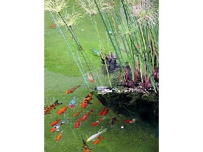 Photo Fishes In Pond Animal