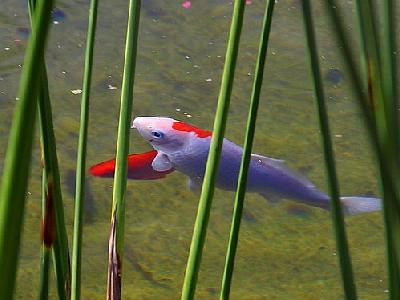 Photo Fishes In Pond 2 Animal