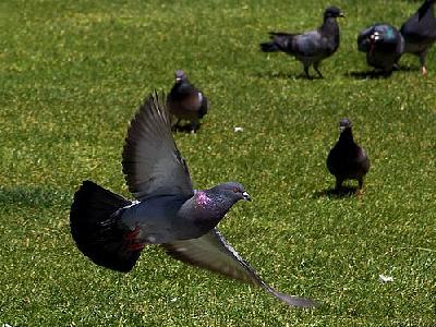 Photo Flying Pigeon Animal
