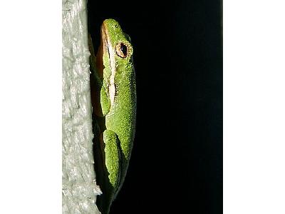 Photo Frog Animal