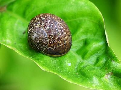 Photo Garden Snail Animal