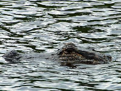 Photo Gator Animal