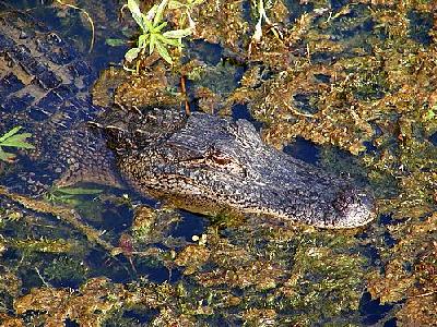 Photo Gator 4 Animal