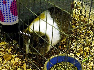 Photo Giant Hamster Animal