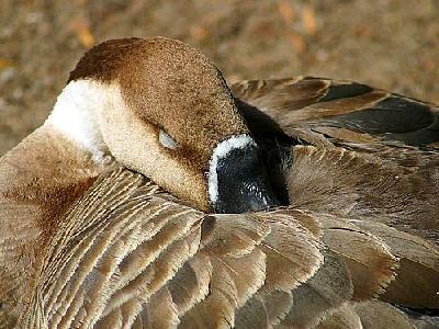 Photo Goose Animal