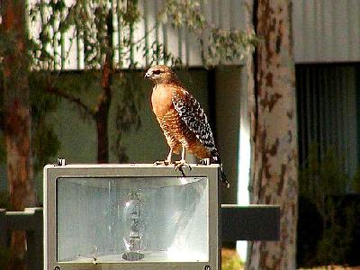 Photo Hawk Animal