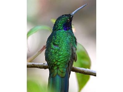 Photo Hummingbird Animal