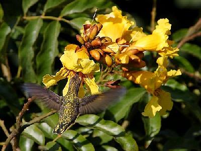 Photo Hummingbird 2 Animal