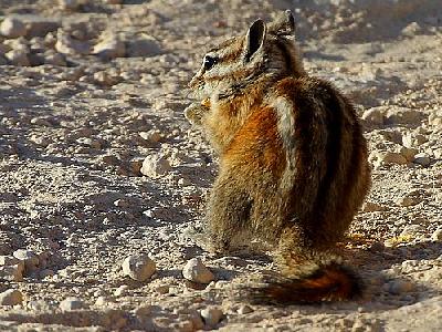 Photo Hungry Squirrel Animal