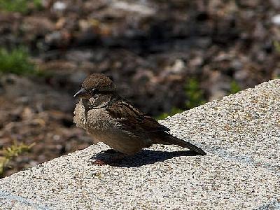 Photo Little Bird Animal