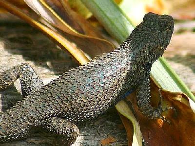 Photo Lizard Animal