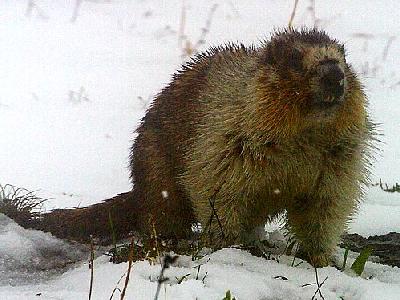 Photo Marmot Animal