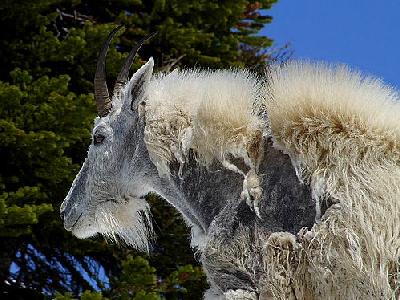 Photo Mountain Goat Animal