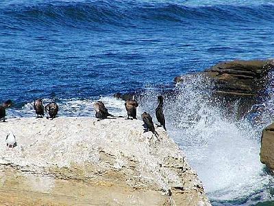 Photo Ocean Birds 2 Animal