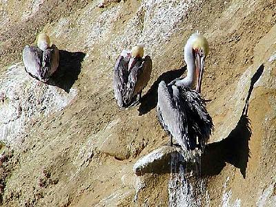 Photo Ocean Birds 3 Animal