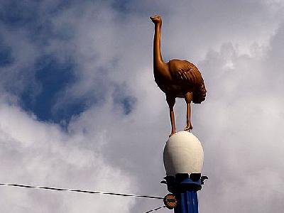 Photo Ostrich Animal