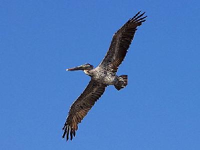 Photo Pelican Bird Animal