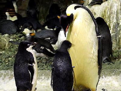 Photo Penguins Animal