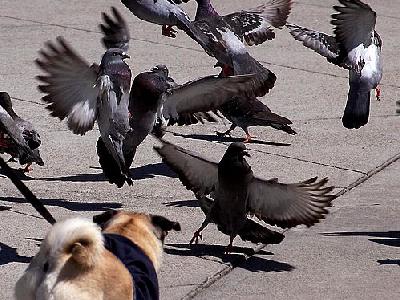 Photo Pigeon Attack Animal