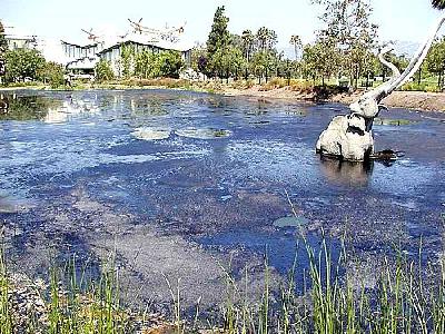 Photo Pond Elefant Animal