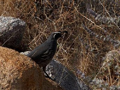 Photo Quail Animal