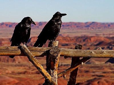 Photo Ravens Animal