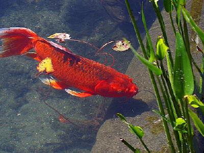 Photo Red Goldfish Animal
