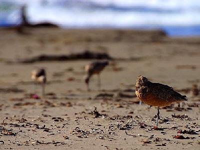 Photo Sand Piper Animal