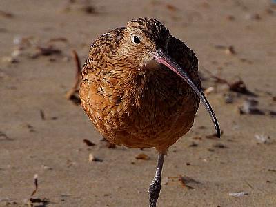 Photo Sand Piper 2 Animal