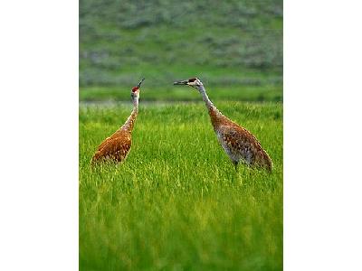 Photo Sandhill Cranes Animal
