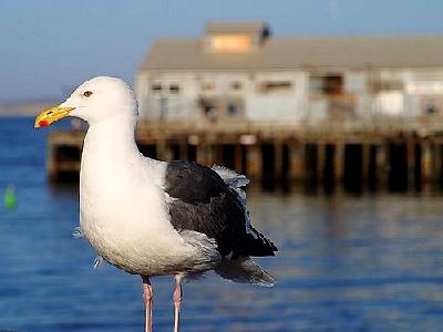 Photo Seagull Animal