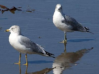 Photo Seagulls Animal