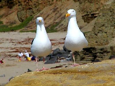 Photo Seagulls 2 Animal