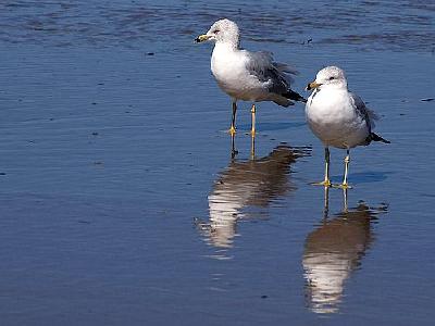 Photo Seagulls And Beach Animal