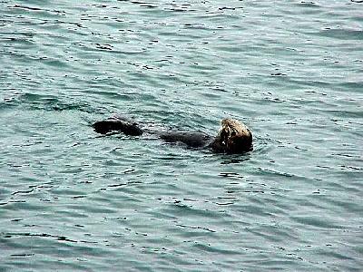 Photo Seal Animal