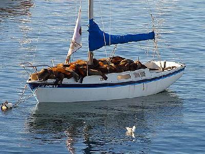 Photo Seal Boat Animal