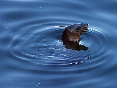 Photo Seals Animal