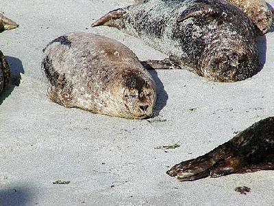 Photo Seals 4 Animal