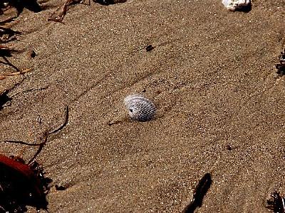 Photo Shell In The Sand Animal