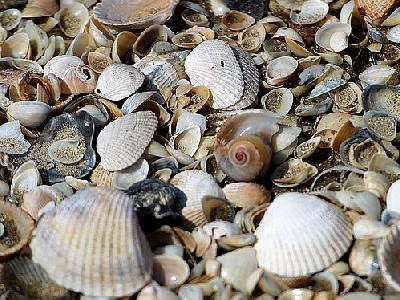 Photo Shells Animal