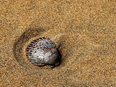 Photo Shells And Sand Animal