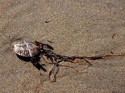 Photo Shells And Seaweed Animal