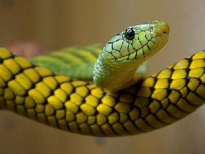 Photo Snake Animal