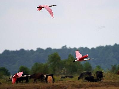 Photo Spoonbills Animal