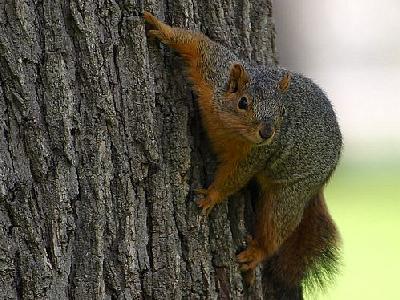 Photo Squirrel Animal