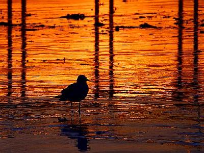 Photo Sunset Bird Animal
